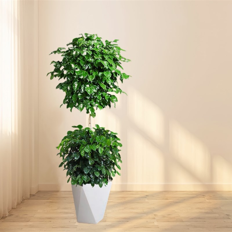 幸福树客厅盆栽大型绿植s室内花卉老桩绿宝办公室净化空气甲醛