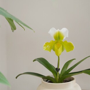 植物私生活 肉饼兜兰超长待机可爱开花兰花办公室桌面