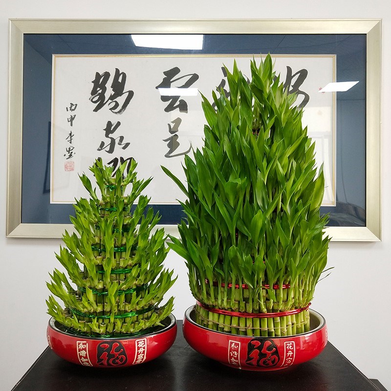 节节高客厅办公室招财富贵竹植物水养带根室内水培绿植大盆开业礼