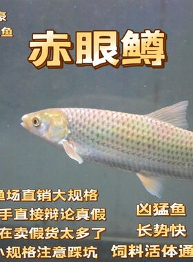 赤眼鳟红眼鱼大规格包邮包活贼猛鱼鱼缸路亚广温鱼好养活