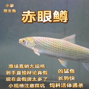 赤眼鳟红眼鱼大规格包邮包活贼猛鱼鱼缸路亚广温鱼好养活