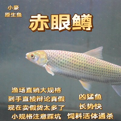 赤眼鳟红眼鱼大规格包邮包活贼猛鱼鱼缸路亚广温鱼好养活