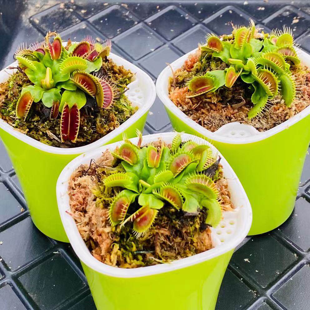 巨夹捕蝇草超大品种扑蝇草食人花捕虫草猪笼草驱蚊草食.虫能手盆