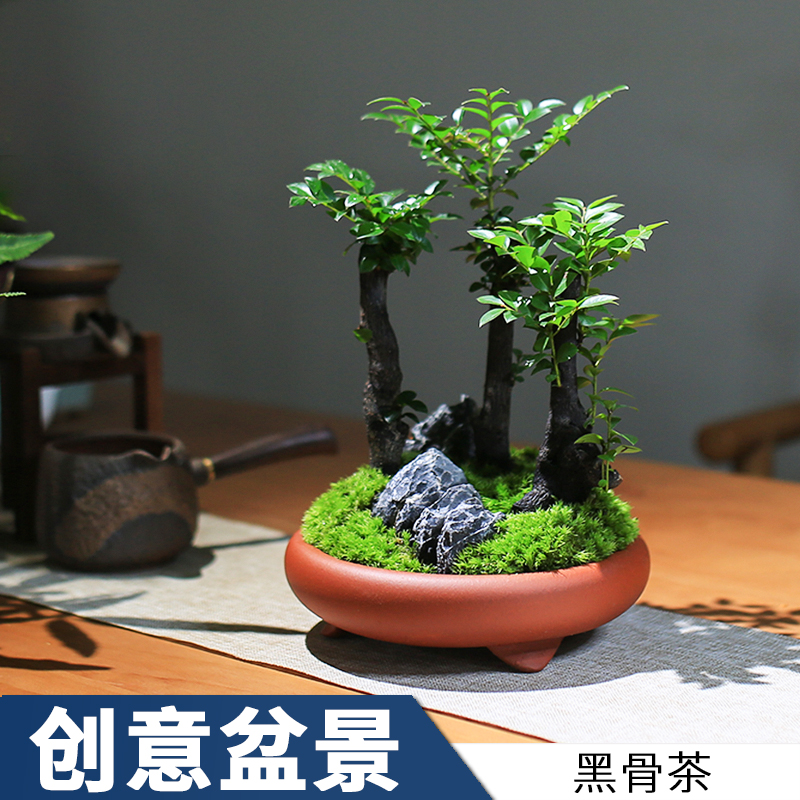 小叶紫檀盆景室内迷你小盆栽办公室绿植四季老桩创意植物客厅花卉