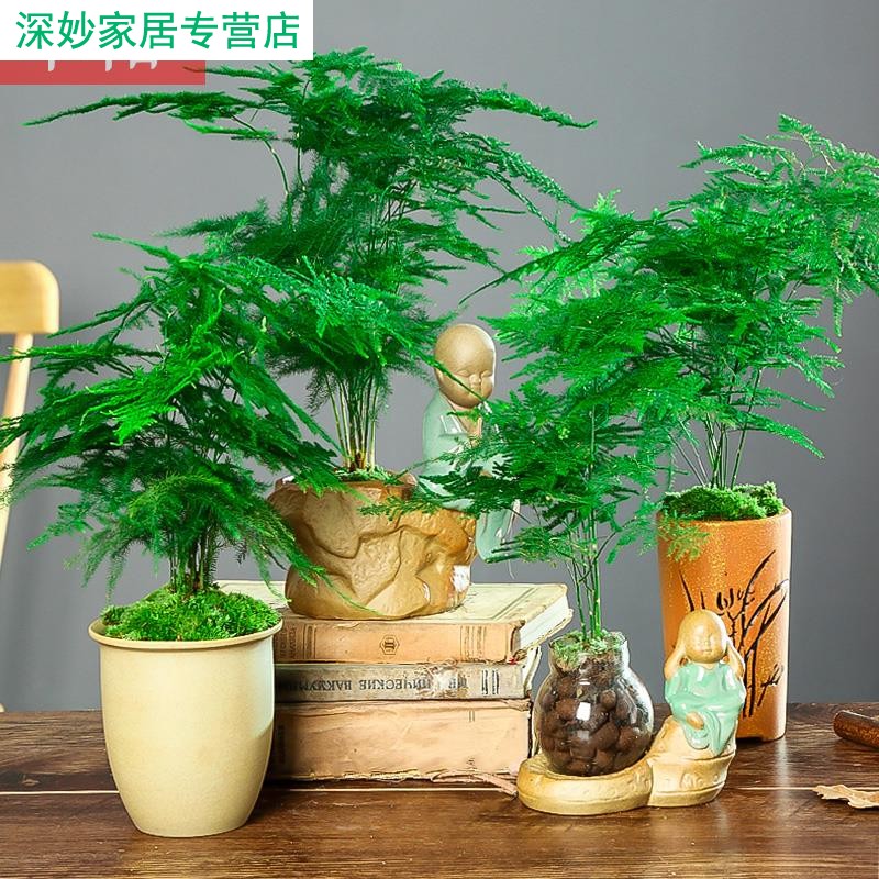 现货速发文竹苗盘景植物桌上绿植室内盆景卧室净化空气适合客厅放