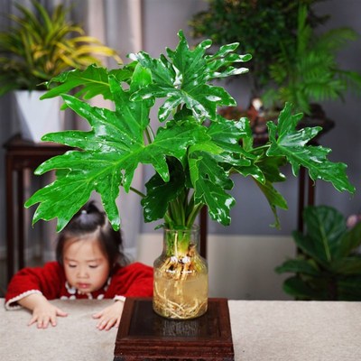 水培春羽盆栽办公室内吸甲醛客厅花卉水养好养春羽美观绿色植物