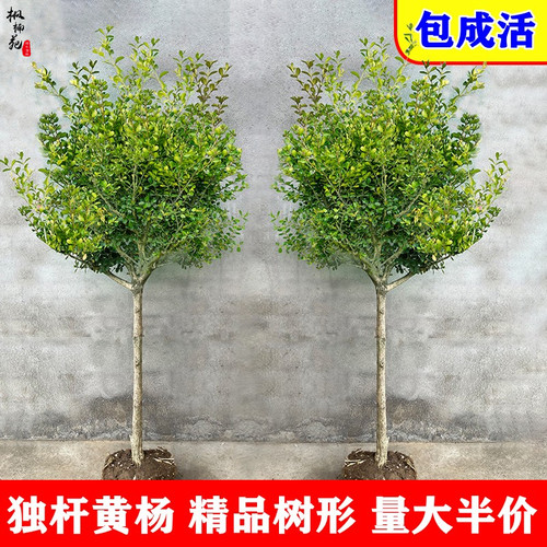 黄杨树苗独杆小叶黄杨苗盆栽庭院地栽瓜子高杆冬青T盆景树桩素材