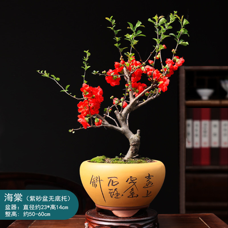 海棠花盆栽树苗日本长寿冠海棠重瓣老桩庭院开花绿植四季好养盆景