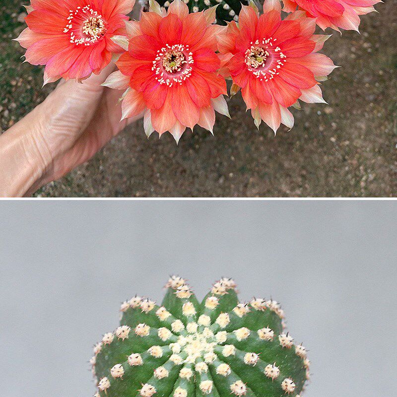 黑金刚系列 开花机器 红花黄花橙花粉花短刺彩草仙人球