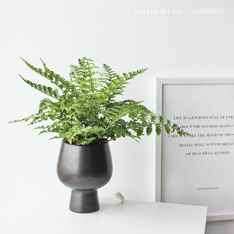夏洛特花园 吉姆蕨l 平安蕨 花卉植物室内花 室内盆栽 耐阴绿植