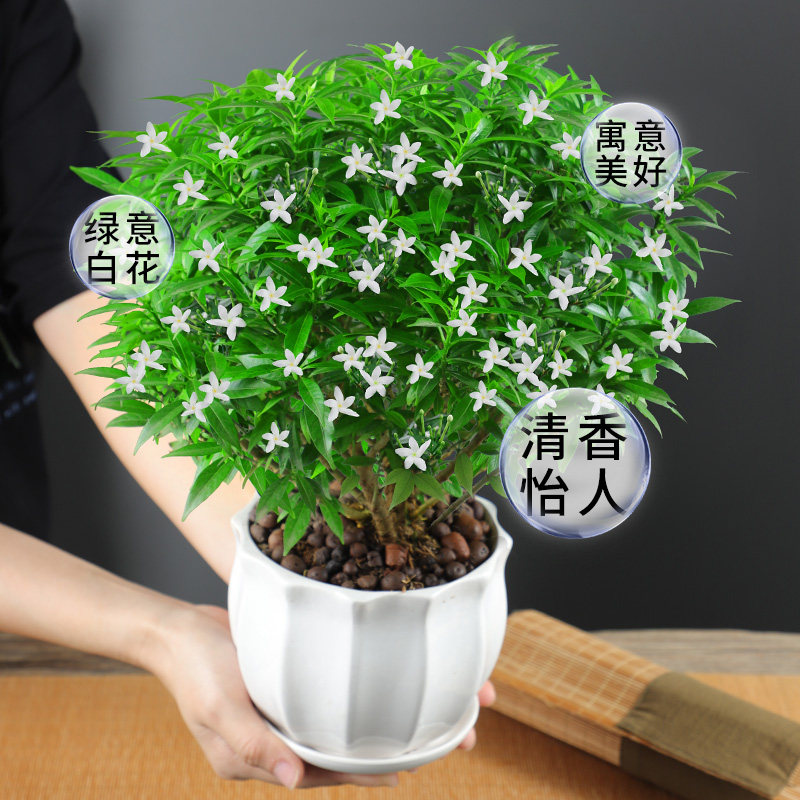 风车茉莉花盆栽开花浓香四季好养室内阳台庭院驱蚊防蚊观花卉绿植