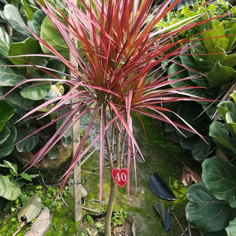 七彩铁五彩七彩千年木马尾铁中大型室内绿植一物一拍植物多省包邮