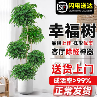 幸福树客厅盆栽大型植物老桩绿植花盆室内平安树吸甲醛四季好养禄