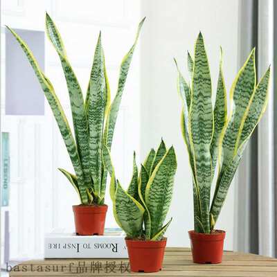 速发推荐Indoor four seasons potted green plant tiger skin or