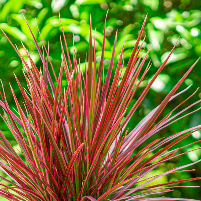 千年木盆栽室外庭院花卉室内阳台红叶植物m七彩铁变色木绿植铁树