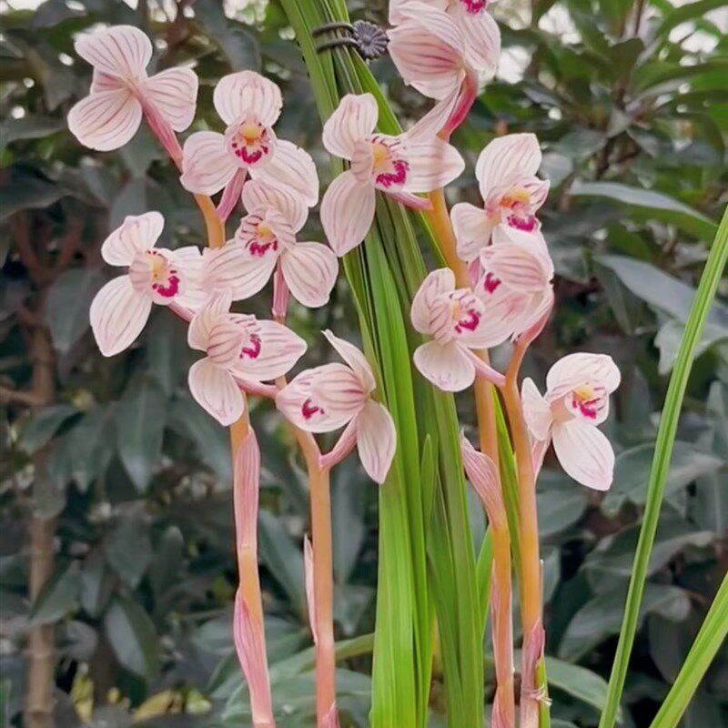速发包邮当年开花名品花卉s兰花 莲瓣兰天琢荷 浓香阳台客厅庭院