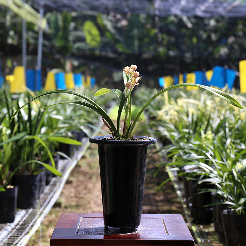 建兰红月 矮种荷瓣m色花四季兰花苗未带花苞 浓香室内花卉盆栽植