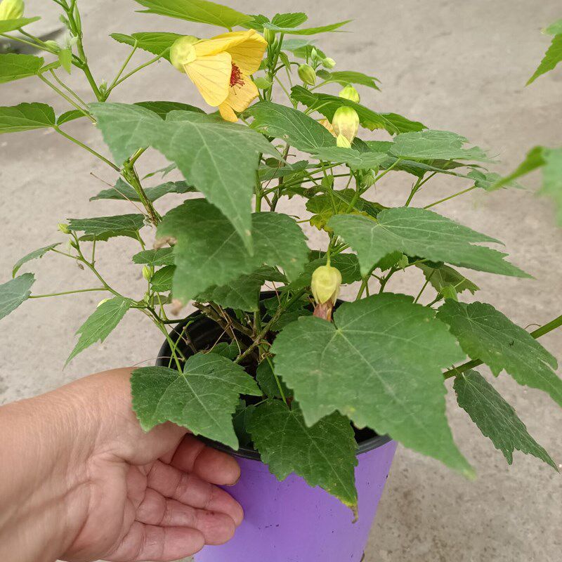 大花进口灯笼花倒挂金钟盆栽花苗室内外花卉宝莲灯四季倒钟花包邮