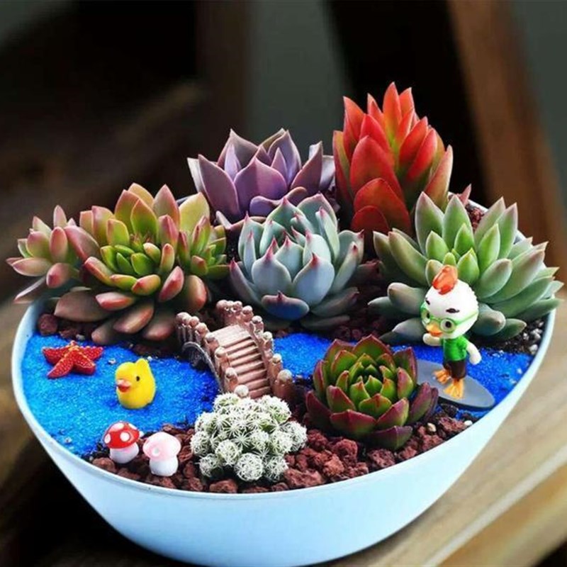 现货多肉植物组合k 精品多肉不重复稀有品种桃蛋 红宝石套餐盆栽