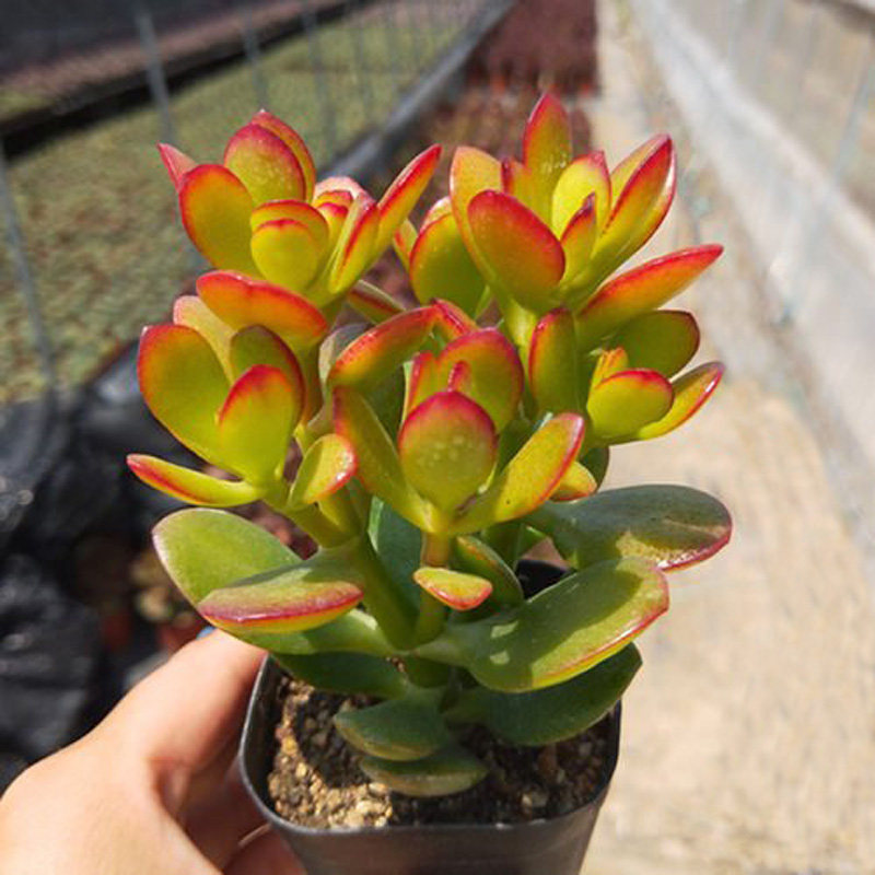 厂家姬红花月老桩 小叶玉树盆栽好养群生多肉植物净化空气包邮
