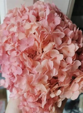20g/lot,High quality Preserved Anna Hydrangea flower,Nature