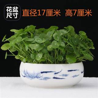 铜钱草植物盆栽室内水p培带叶桌面盆景金钱草吸甲醛办公绿植水培