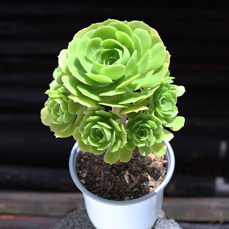 绿羊绒法师多肉植物好养盆栽肉肉老桩网红新手贵货精品大颗云