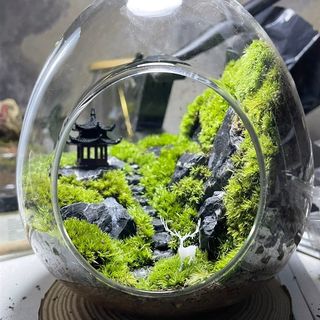 苔藓微景观造景生态瓶办公桌绿植创意植物室内盆景书桌摆件种好发