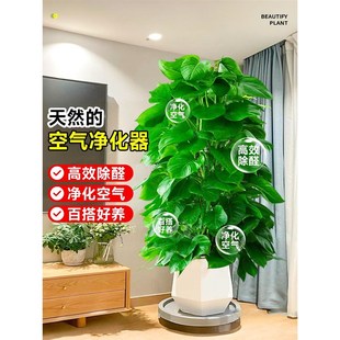 大叶绿萝柱盆栽客厅大型绿植办公室内除甲醛净化空气新房好养绿箩