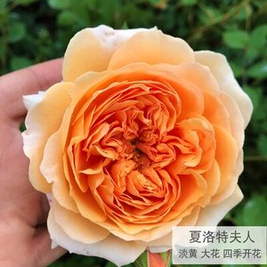 极速藤本欧洲月季花苗大花浓香庭院植P物花卉盆栽玫瑰爬藤蔷薇多