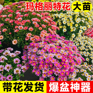 速发玛格丽特花苗盆栽带花大菊y花庭院小雏菊花卉植物阳台鲜花草