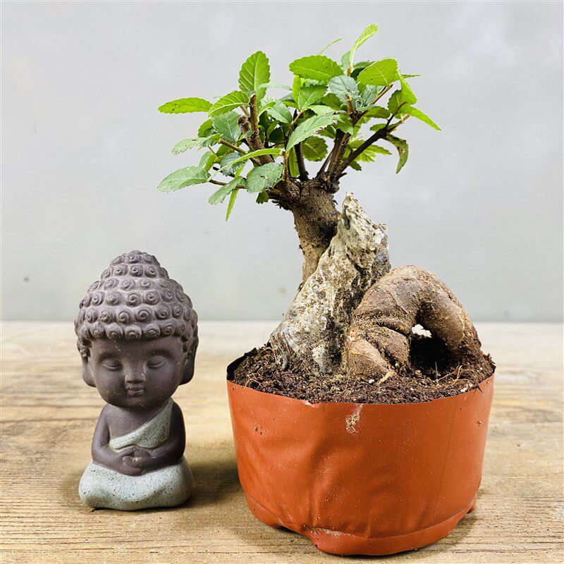 抱石小叶榔榆附石榆o树盆景窗台阳台办公桌茶台趣味植物绿植盆栽