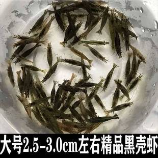 黑壳虾小缸清洁虾乌龟龙鱼饲料除藻虾观赏虾工具虾草虾活体工具虾