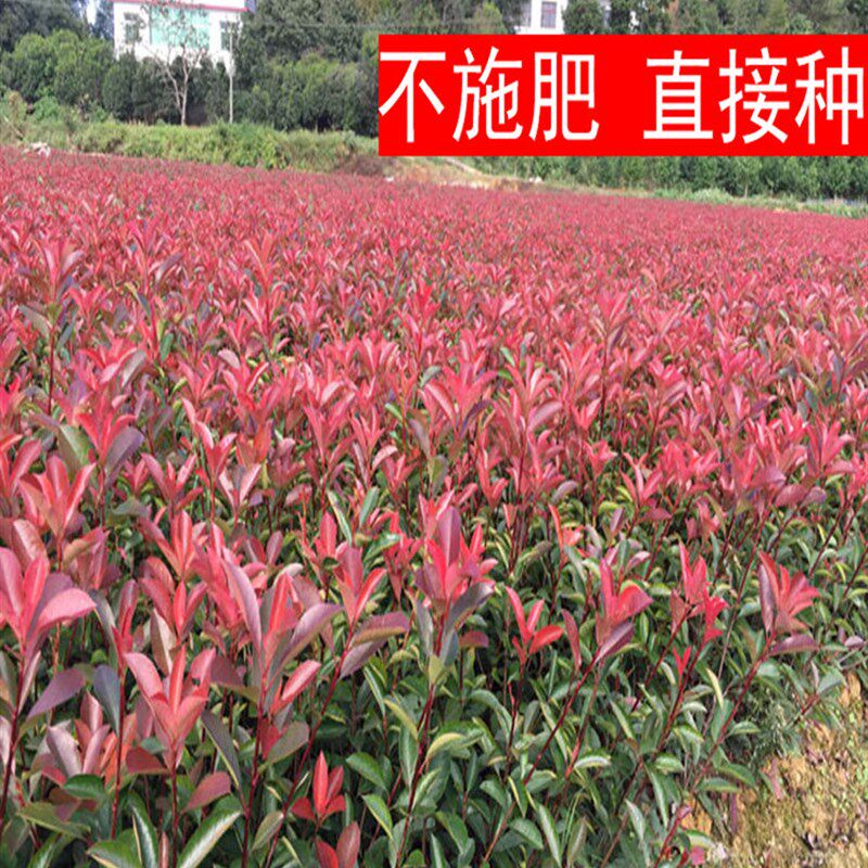 红叶石楠球树苗火焰红小苗篱笆苗围墙绿化工程色块苗庭院四季植物