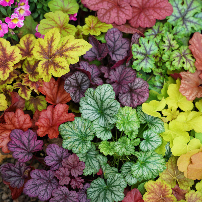 矾根花苗室外植物盆栽大苗耐寒a庭院观叶草花小苗户外地栽绿植花