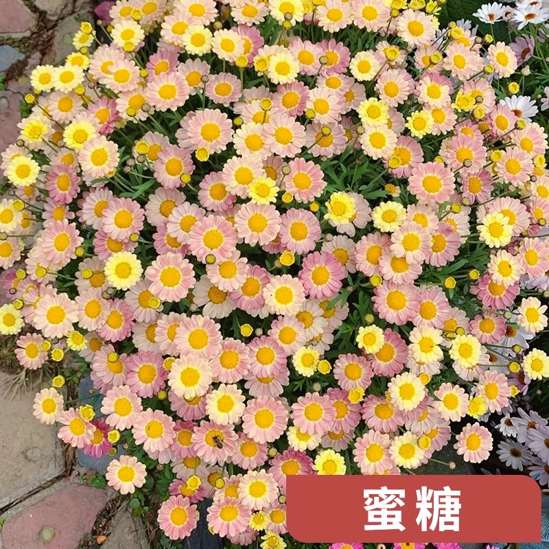 小木槿花大苗盆栽棒棒糖花卉植物蓝雪花四季开花玛格丽特带花好养
