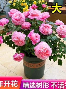 果汁阳台月季大苗玫瑰花盆栽带花多季灌木微月多头庭院特大切花苗