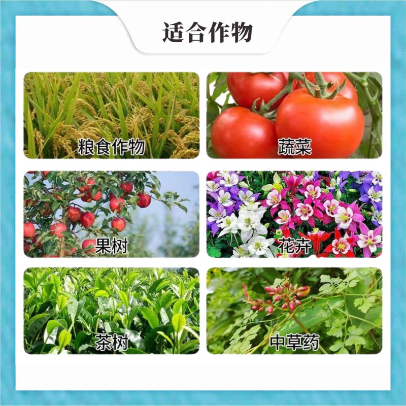 韭菜粗又嫩叶绿厚叶面肥韭菜粗又壮抗倒伏黄叶干尖卷叶根壮植株壮
