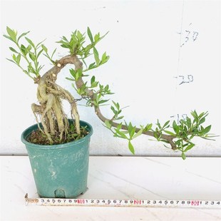 悬崖小叶红芽雀梅盆景老桩提根柳叶栀子花树苗游龙造型胡椒木老桩
