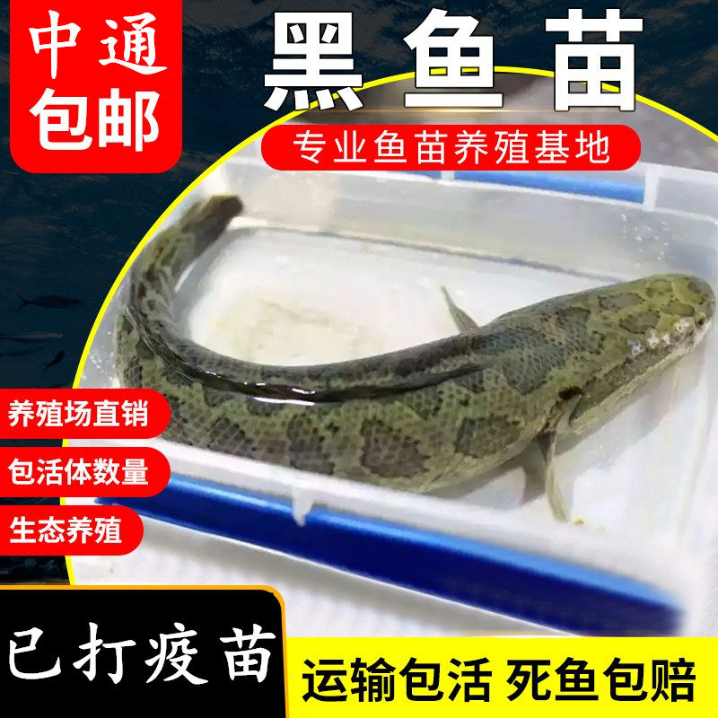 速发黑鱼苗生鱼苗活淡水纯种大好养凶猛幼苗养殖蛇财食用乌鱼