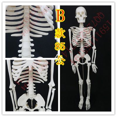 成人骨架模型45cm85cm人体骨骼模型全身脊椎骨骼脊柱模型骨骼