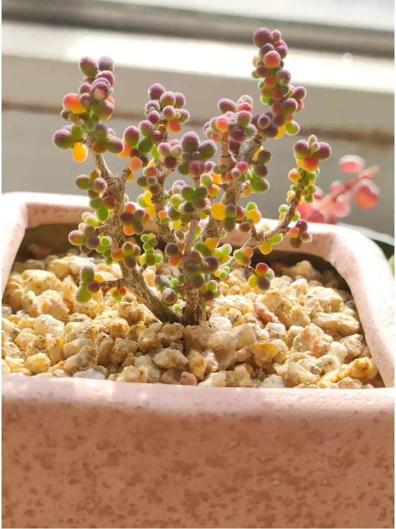 枝干番杏多肉植物米粒糖球枝干羣生稀有品种好养活室内花卉小盆栽