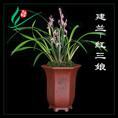 建兰兰花苗四季红三娘浓香卉盆景栽土绿带草植物名贵花苞春墨芳香