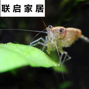 速发除藻黑壳虾淡水活体宠物清洁水草虾饲料工具鱼缸小草缸造景观