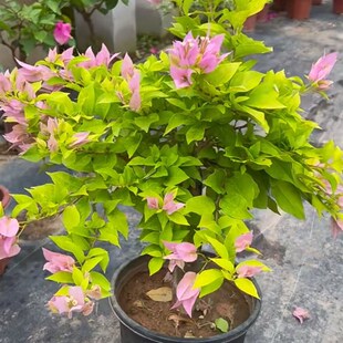 稀有品种粉红豹三角梅棒棒糖老桩勤花耐寒树苗带花四季开花粗杆花