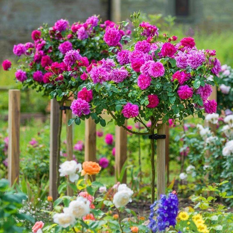 树状月季花苗特大四季开花卉阳台盆栽植物嫁接树桩棒棒糖高杆玫瑰