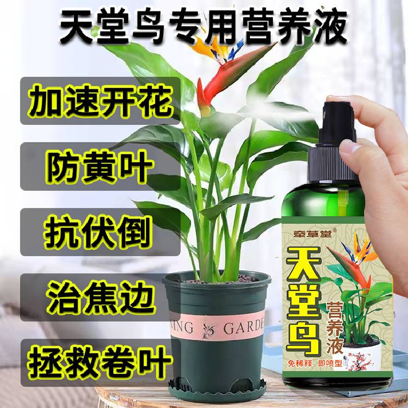 新品天堂鸟专用肥料营养液黄叶卷边水培植物鹤望兰生根肥怎么养复