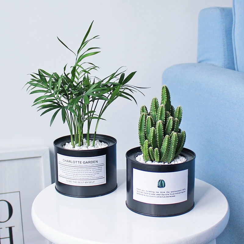 北欧ins风 仙人掌 室内好养绿植 办公室桌面小s盆栽 客厅植物花卉