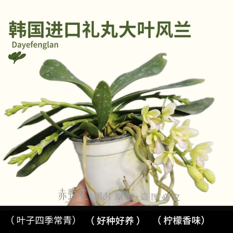 赤野集兰花韩国进口(礼丸)大叶风兰浓香室内桌面洋兰小型盆栽带花