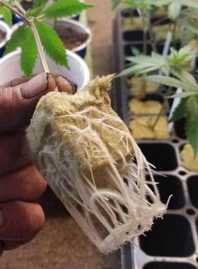 25x25x40mm Mini Compress Base Practical Rockwool Cubes Multi